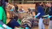 Zoo Takes First-Ever CT Scan of Live Rhino as Part of Lifesaving Treatment