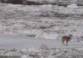 Brave Little Deer Stranded on Ice in Maine