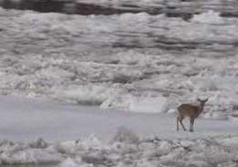 Brave Little Deer Stranded on Ice in Maine