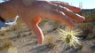 Flying cactus? 10 terrifying things you must know about jumping cholla - ABC15 Digital