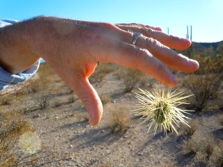 Flying cactus? 10 terrifying things you must know about jumping cholla - ABC15 Digital