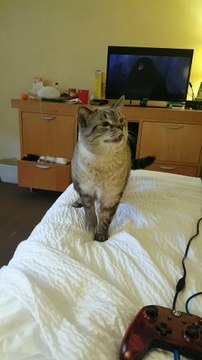 Cat Sneezes Big During Movie