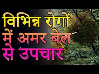 Benefits of Cuscuta Reflexa | अमरबेल के चमत्कारिक फायदे | Healthy Remedy