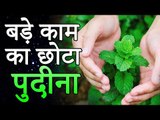 Health Benefits of Mint (Pudina) | पुदीना के फ़ायदे | Healthy Remedy