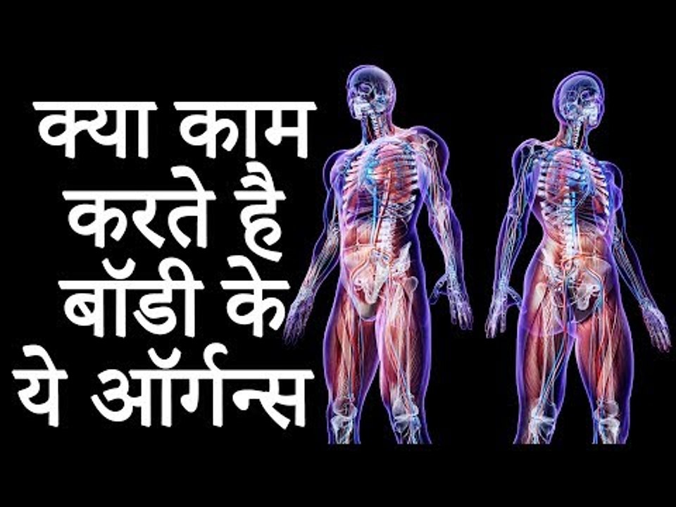 क्या आप जानते है क्या काम करते है बॉडी के ये ऑर्गन्स | Healthy Remedy
