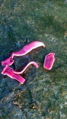 Le ver le plus terrifiant trouvé dans la nature... Créature impressionnante