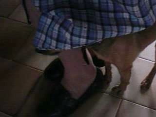 chien qui aime les jupes