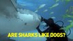Des requins qui adorent les caresses...