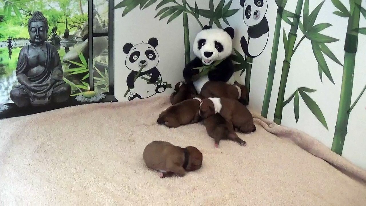5ème vidéo chiot PANDA n°1 Mâle de la 32ème portée de STAFFORDLAND