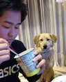 Quand ton chien a terriblement envie de glace mais ne veut pas le montrer