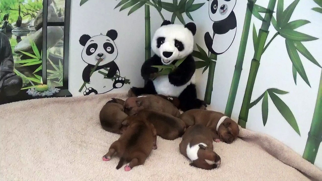 6ème vidéo chiot PANDA n°2 Femelle de la 32ème portée de STAFFORDLAND