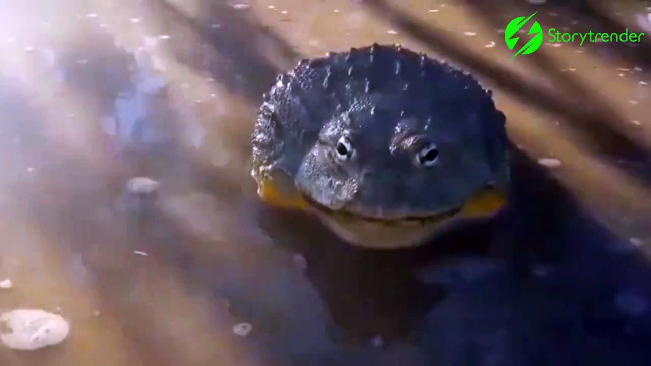 Ne jamais regarder un crapaud droit dans les yeux