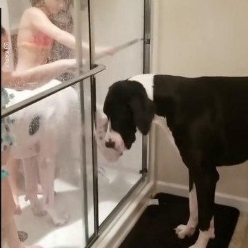 Ces 2 chiens adorent prendre leur douche en famille... Trop mignon