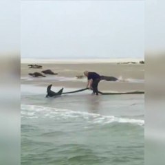 Il saute à l'eau et court après une otarie... Regardez pourquoi!
