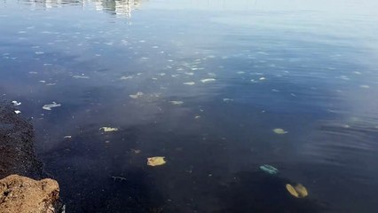 Bari: rifiuti nel mare