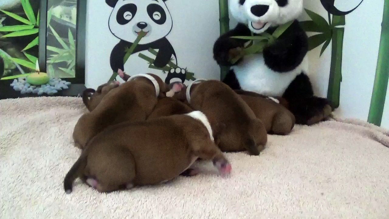 9ème vidéo chiot PANDA n°5 Femelle de la 32ème portée de STAFFORDLAND