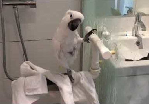 Harley the Cockatoo Enjoys a Pampered Afternoon at Home