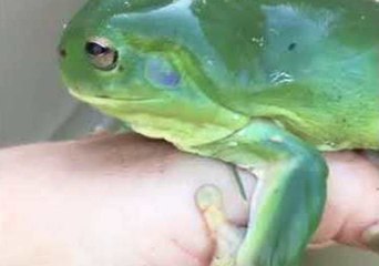 Woman Finds Beautiful Green Frog While Mowing the Lawn