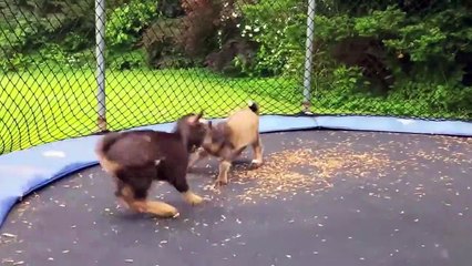 Quand des chèvres s'amusent sur un trampoline