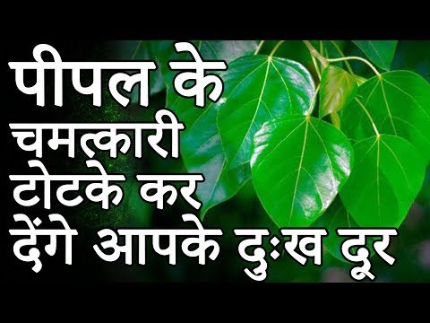 पीपल के चमत्कारी टोटके कर देंगे आपके दुःख दूर | Desi Totke - देसी टोटके