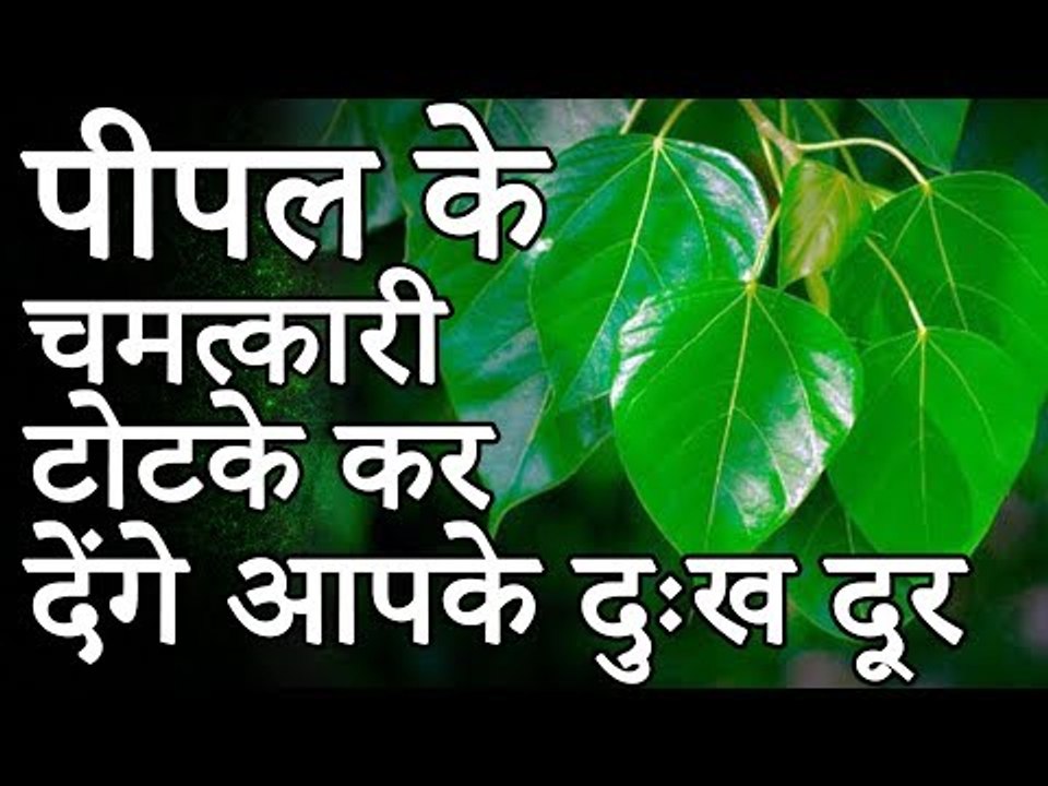 पीपल के चमत्कारी टोटके कर देंगे आपके दुःख दूर  | Desi Totke - देसी टोटके