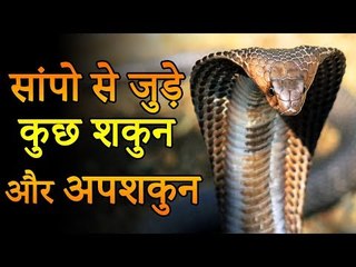 सांपो से जुड़े कुछ शकुन और अपशकुन | Desi Totke - देसी टोटके