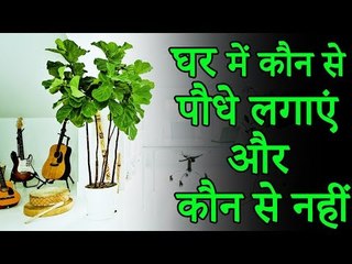 वास्तु उपाय – घर में कौन से पौधे लगाएं और कौन से नहीं | Desi Totke - देसी टोटके