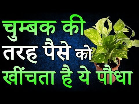 चुम्बक की तरह पैसे को खींचता है ये पौधा | Desi Totke - देसी टोटके