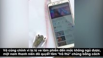 Thanh niên bắt con ve nghe nhạc Chi Pu để trả thù chúng kêu inh ỏi suốt ngày