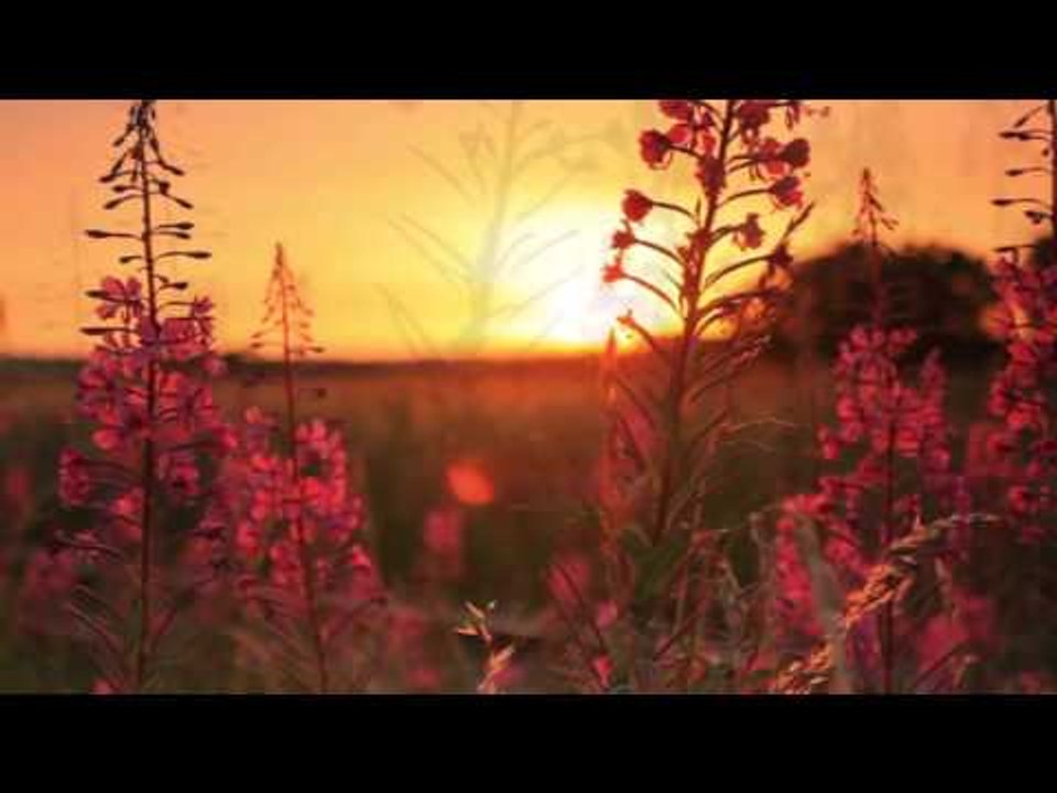 Paisible matin Musique Relaxante Piano avec Sons de la Nature