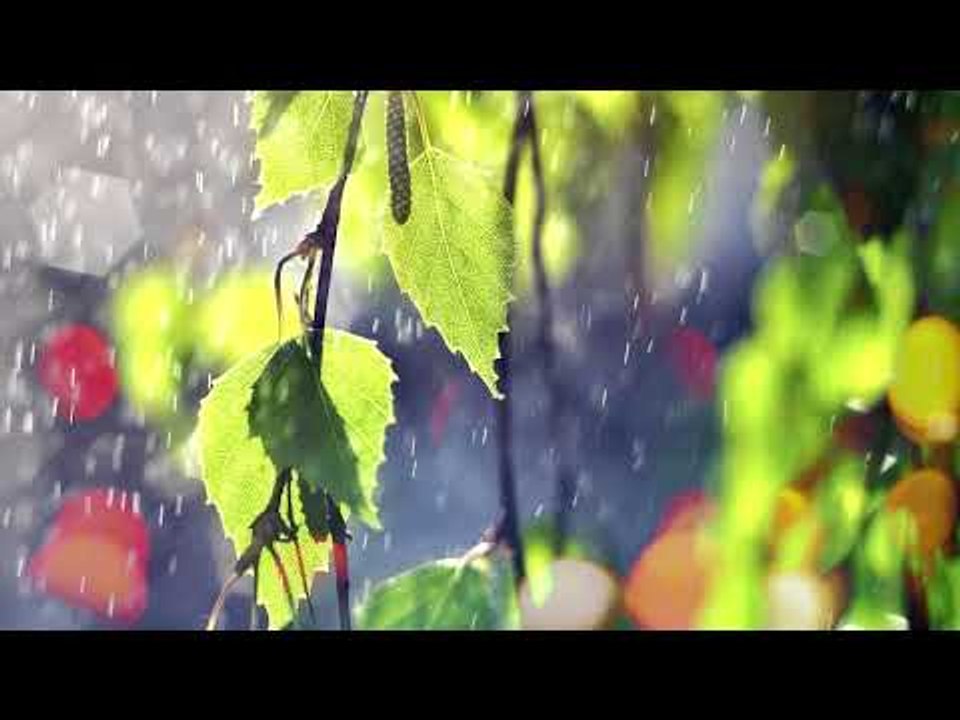 Musique relaxante avec des sons de la nature - La forêt sonne et la pluie sonne Musique relaxante