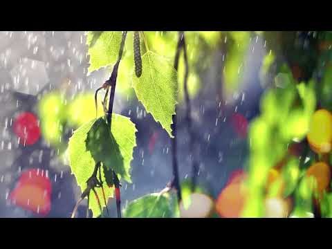 Musique relaxante avec des sons de la nature - La forêt sonne et la pluie sonne Musique relaxante