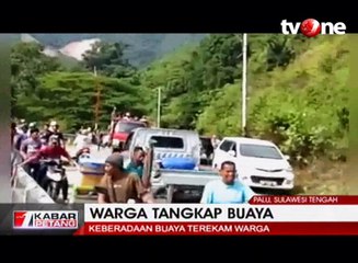 Penangkapan Buaya Liar yang Dramatis oleh Warga