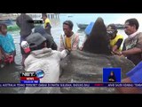 Ikan Mola Mola Terperangkap Jaring di Perairan Palu - NET 12