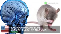 Ilmuwan masukkan otak manusia di dalam tikus - TomoNews