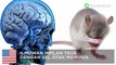 Ilmuwan masukkan otak manusia di dalam tikus - TomoNews