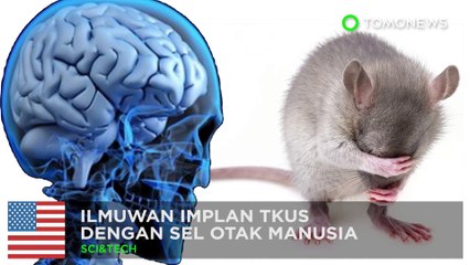 Download Video: Ilmuwan masukkan otak manusia di dalam tikus - TomoNews