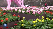 Más de 20 mil flores en exhibición de flores de Shanghai