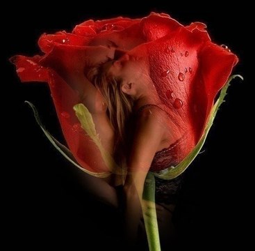 Des roses rouges pour un ange blond.