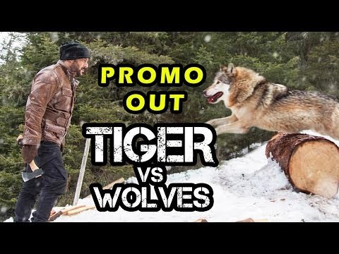 Tiger Zinda Hai का शानदार Promo हुआ रिलीज़ | Tiger Vs Wolf | Salman Khan, Katrina Kaif