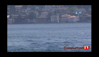 İstanbul Boğazı’nda yunuslardan görsel şölen