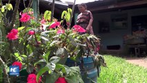 Plan “Agricultura Familiar e Inclusión” de la OEA rescata medicina ancestral maya