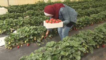 هذا الصباح- موسم جمع فاكهة الربيع بالأردن