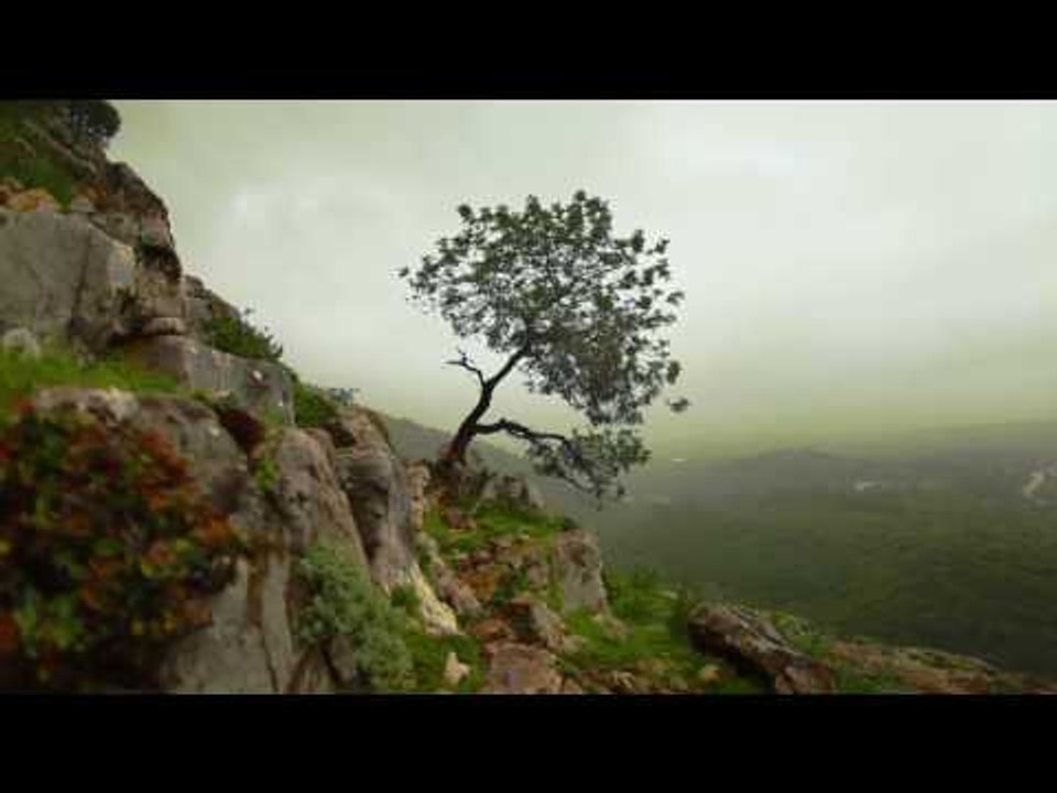 Расслабляющая Звуки природы музыка, Утренняя ме...