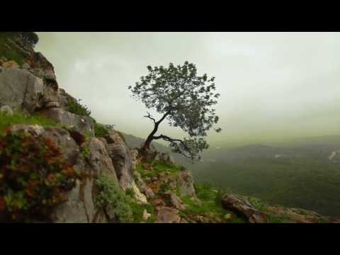 Расслабляющая Звуки природы музыка, Утренняя медитация с пением птиц ♫♫♫