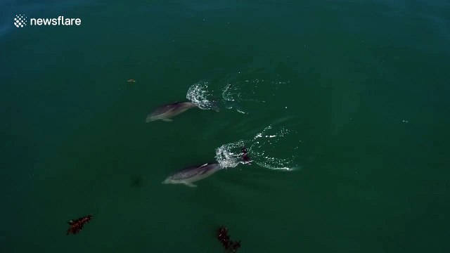 Drone footage shows dolphins and whales swimming together