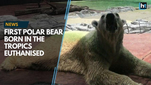 First polar bear born in the tropics euthanised