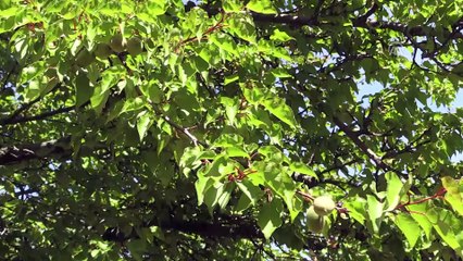 Kayısıda yüksek kalite beklentisi - MALATYA