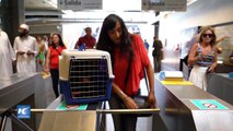 Permiten viajes con mascotas en subterráneo de Buenos Aires