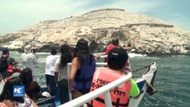 Alentado el turismo protegen la fauna marina peruana